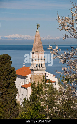 Vue depuis une colline surplombant la vieille ville de Piran et l'église Saint Georges, Piran, Slovenvia, Europe Banque D'Images