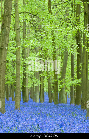 Jacinthes des bois au printemps en hêtre, Bois Dockey, Buckinghamshire, Angleterre, Royaume-Uni, Europe Banque D'Images