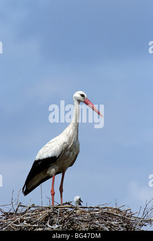 Cigogne blanche, des profils avec le pigeonneau , Ciconia ciconia Banque D'Images