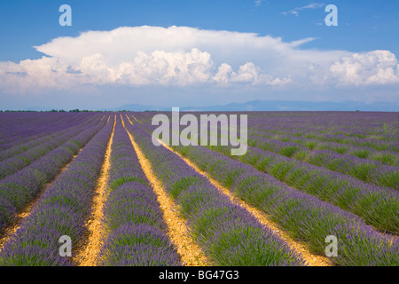 Champ de lavande, Provence-Alpes-Côte d'Azur, France Banque D'Images