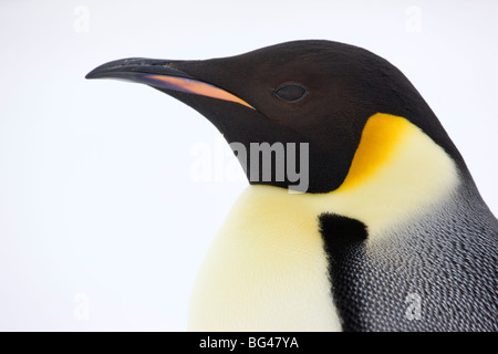 Manchot Empereur Aptenodytes forsteri, vue rapprochée de l'adulte. snow hill island rookery, antarctique. Banque D'Images