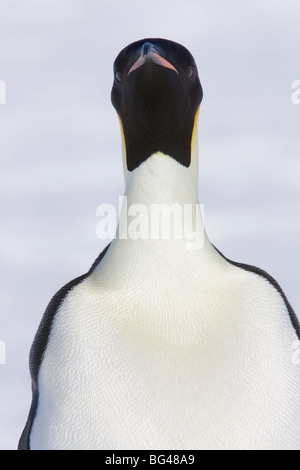 Manchot Empereur Aptenodytes forsteri, vue rapprochée de l'adulte. Snow Hill Island rookery, Antarctique. Banque D'Images