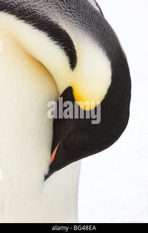 Manchot Empereur Aptenodytes forsteri, vue rapprochée de l'adulte. snow hill island rookery, Antarctique Banque D'Images