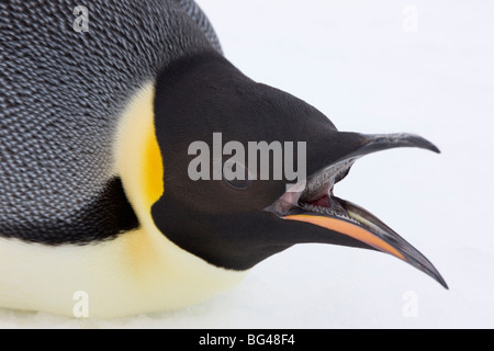 Manchot Empereur Aptenodytes forsteri, vue rapprochée de l'adulte. snow hill island rookery, antarctique. Banque D'Images