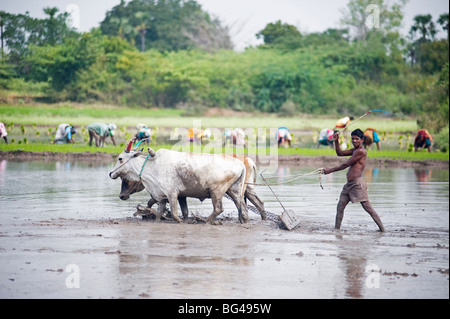 À l'aide d'agriculteurs bovins à labourer les rizières, les planteurs de riz en arrière-plan, Tiruvannamalai district, Tamil Nadu, Inde, Asie Banque D'Images