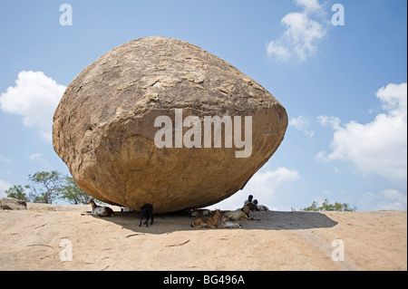 Chèvres et chevrière sous le Seigneur Krishna's butterball, un immense rocher naturel perché sur une pente, Mamallapuram, Tamil Nadu, Inde Banque D'Images