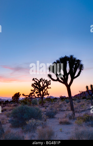 États-unis, Californie, Joshua Tree National Park Banque D'Images