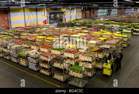 Vente aux enchères de fleurs à Aalsmeer, une coopérative de 6000 (fleur) les agriculteurs aux Pays-Bas Banque D'Images