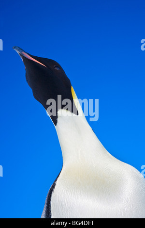 Manchot Empereur adultes à snow hill island rookery, antarctique. Banque D'Images