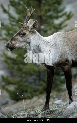 Le caribou des bois, le DOE, le renne, Rangifer tarandus, Rangifer tarandus caribou Banque D'Images