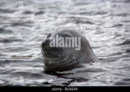 L'Éléphant de mer Mirounga leonina de bébés phoques, l'île Campbell, la Nouvelle-Zélande sous îles subantarctiques. Banque D'Images