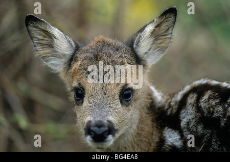 Chevreuil, faon, capreolus capreolus Banque D'Images