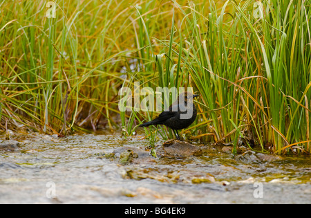 Un Cincle d'alimentation d'oiseaux le long d'un ruisseau rapide dans le Parc National Jasper Alberta Canada Banque D'Images