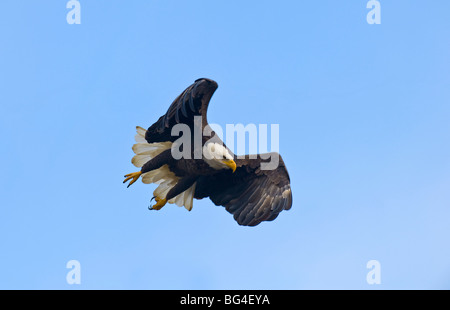 Un vol d'aigles à tête en tenant contre un fond de ciel bleu. Banque D'Images