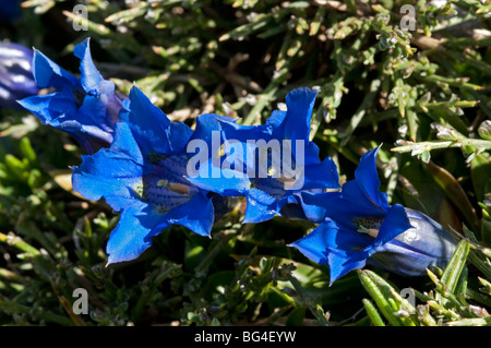 Trompette pyrénéenne (Gentiane Gentiana angustifolia ssp. occendentalis) Banque D'Images