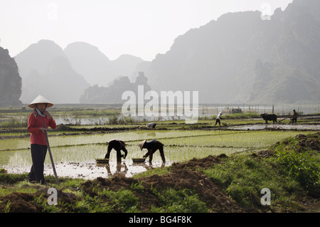 Les planteuses de riz travaillant dans les rizières, au Vietnam, en Indochine, en Asie du sud-est Banque D'Images
