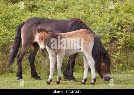 Poulain d'Exmoor avec mère, Parc National d'Exmoor, Somerset, England, UK Banque D'Images