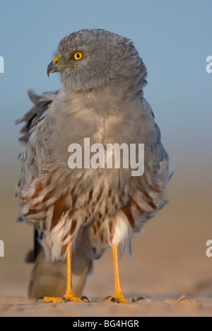 Busard Montagu close up eagle stare wallpaper Banque D'Images