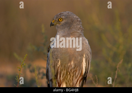 Busard Montagu close up eagle stare wallpaper Banque D'Images