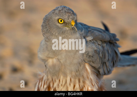 Busard Montagu close up eagle stare wallpaper Banque D'Images