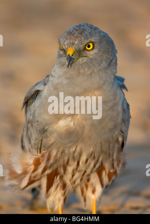 Busard Montagu close up eagle stare wallpaper Banque D'Images