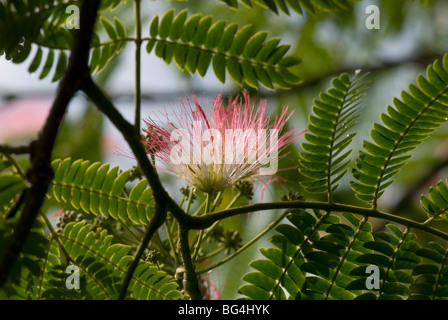 Albizia julibrissin f. rosea Banque D'Images