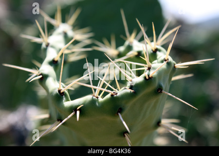 Cactus Palau Sardaigne Italie Banque D'Images