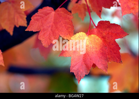 Feuilles d'érable japonais en pleine couleur de l'automne Banque D'Images