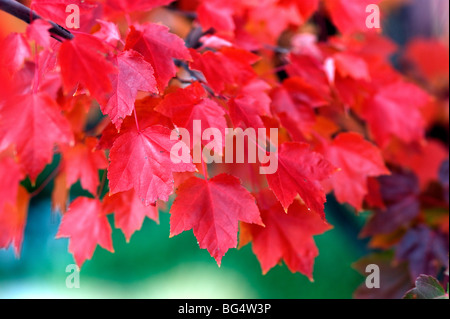 Feuilles d'érable japonais en pleine couleur de l'automne Banque D'Images