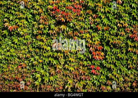 Mur de lierre de Boston Banque D'Images