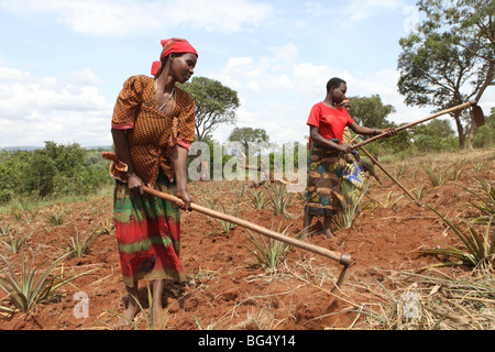 Pendant la guerre au Burundi d'un demi-million de personnes ont fui vers la Tanzanie.Maintenant ils revenir et reconstruire leurs maisons Banque D'Images