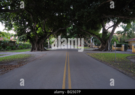 Rue bordée d'arbres à Coral Gables, en Floride Banque D'Images