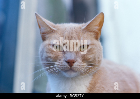 Portrait d'un bold red tabby cat Banque D'Images