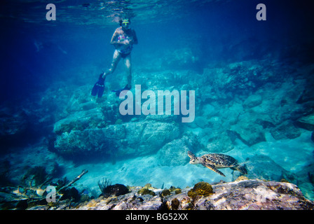Sea Turtle snorkeling Coral Reef St John US Virgin Islands // ST JOHN, US Virgin Islands — Une femme fait de la plongée aux côtés d'une tortue de mer sur un récif corallien dynamique au large de la côte de New John dans les îles Vierges américaines. Les eaux claires des Caraïbes offrent une excellente visibilité, mettant en valeur la diversité de l'écosystème marin de la région. Banque D'Images