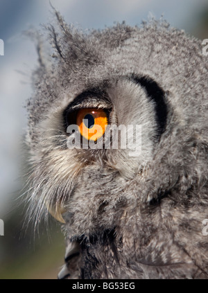 Jeune face blanche ptilopsis leucotis () Banque D'Images