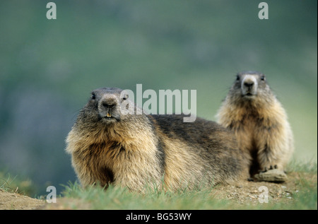 Marmotte alpine, des profils & pup, Marmota marmota Banque D'Images