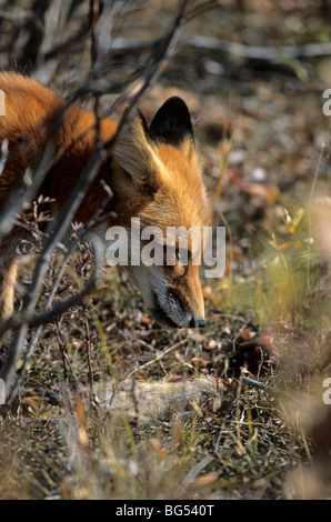 Red Fox avec le spermophile arctique, Vulpes vulpes & spermophilus paryii Banque D'Images