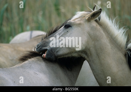 Konik, etalons tarpan, Equus ferus gmelini Banque D'Images