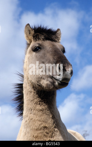 Tarpan, étalon konik, Equus ferus gmelini Banque D'Images