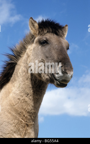 Tarpan, étalon konik, Equus ferus gmelini Banque D'Images