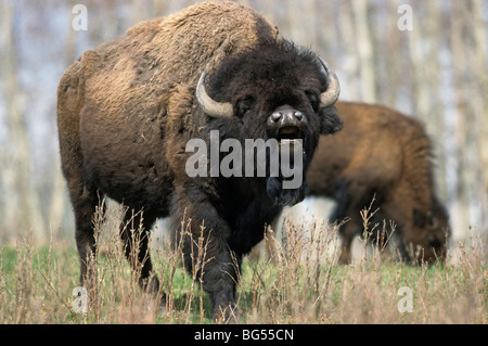 Bison d'Amérique, Bull & cow, bison des plaines (Bison bison bison Banque D'Images