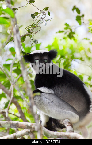 L'Indri, le plus grand lémurien, dans Alanamazaotra Réserve spéciale, Parc National, Parc Mantadia- Andasibe Perinet, Madagascar Banque D'Images