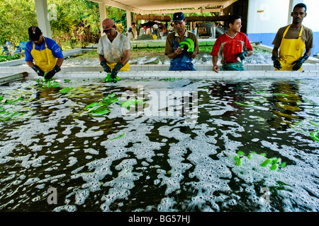 Les travailleurs colombiens la préparation de bananes pour l'emballage à la bananeraie dans aracataca, en Colombie. Banque D'Images