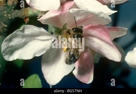 Ruche miel / travailleur d'abeilles (Apis mellifera : Apidae) bien rempli avec des paniers à pollen sur pommier cultivé UK Banque D'Images