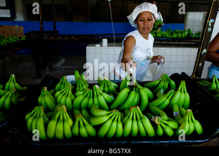 Une jeune fille colombienne l'application de produits chimiques de bananes avant d'emballage à la bananeraie dans aracataca, en Colombie. Banque D'Images