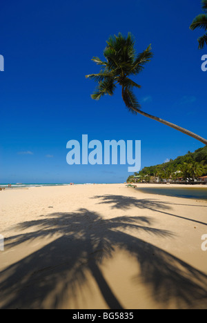 Belle Plage et palmiers à Praia da Pipa au Brésil Banque D'Images