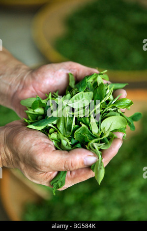 Une poignée de feuilles de Camellia fraîchement cueillis dans la production de thé vert. Banque D'Images