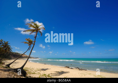 Palmiers et d'une belle plage de Praia do Amor près de Pipa Brésil Banque D'Images