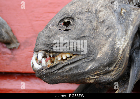 Poisson mort accroché à une usine de poisson en Norvège Banque D'Images