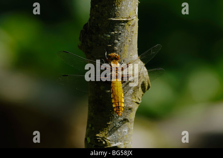 Libellula depressa, libellule à large corsé de Chaser, reposant sur un arbre, pays de Galles, Royaume-Uni Banque D'Images